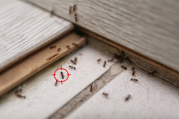 Reliable Stockdale, TX Pest Control Solutions