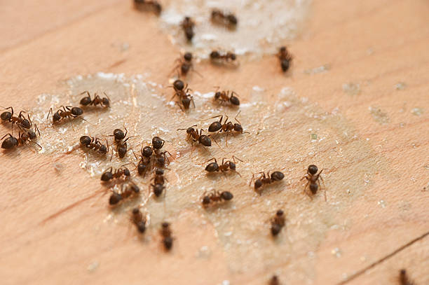 Wildlife Control Services in Stockdale, TX